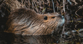 Что власти Калининграда хотят сделать с бобрами, которые живут в Южном парке