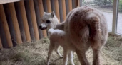 Появился на свет уникальный малыш альпаки