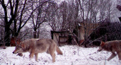 Волки из зоны отчуждения Чернобыльской АЭС больше не способны заболеть раком