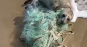 Счастливое спасение малыша Каспийского тюленя, который запутался в рыболовной сети попало на (ВИДЕО)