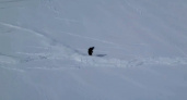 В Хакасии сошла лавина прямо во время спуска сноубордиста (ВИДЕО)