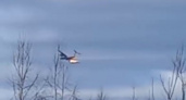 Жуткое происшествие: в Иваново упал самолет, загоревшийся во время полета (ВИДЕО)