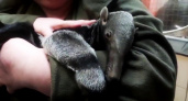 Милого новорожденного муравьеда в Калининградском зоопарке взвесили и снова сняли на видео (ВИДЕО)