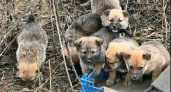Ищем добрые руки. В Ново-Дорожном поселке неизвестные оставили коробку с щенками 