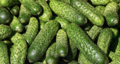 В городе вновь подорожали огурцы.  Цена на этот овощ увеличилась в разы