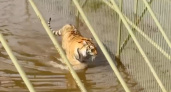 «Никто не разбежался, все живы» - в Московской области парк львов оказался практически полностью затоплен. Тигров экстренно эвакуируют (ВИДЕО) 