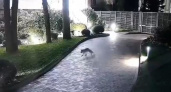 Во дворе дома, вблизи центрального парка в объектив камеры наружного наблюдения попала лиса (ВИДЕО) 
