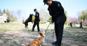 Самый милый полицейский. В Китае впервые в истории заступил на службу пес породы корги 
