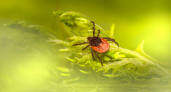 Оголодавшие клещи все чаще стали нападать на калининградцев: где жители янтарного края чаще всего встречали этих паразитов