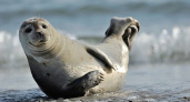 Жителям и гостям города Калининграда сообщили, куда нужно обращаться, если заметили тюленя на пляже 
