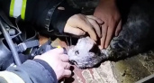 В Белгороде после пожара в жилом доме сотрудники МЧС пытались привести в чувство кошку (ВИДЕО) 