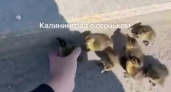 В мире не без добрых людей: как неравнодушные калининградцы помогли утятам на трассе (ВИДЕО)