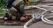 Если помогать, то всем: как калининградские спасатели реанимировали собаку во время пожара на Дрожжевой (ВИДЕО)
