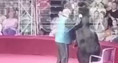 Ужас в цирке "Счастье": разъяренная медведица нападает на дрессировщика (ВИДЕО)