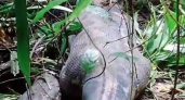 Фобий станет еще больше: что удалось найти индонезийцам в теле огромного пятиметрового питона (ВИДЕО)