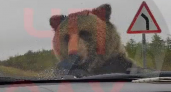Опасная остановка: встреча с медведем на сахалинской трассе (ВИДЕО)