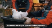 Трех аистят в поселке Заовражном спасли от голодной смерти  (ВИДЕО) 