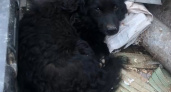 «Друг в беде не бросит». В Твери домашний пес спас раненого уличного кота (ВИДЕО) 