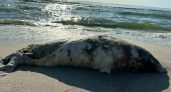 Волны выносят смерть: жители Балтийска обнаружили на пляже погибших тюленей