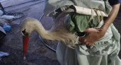 «Пришлось час орудовать пинцетом, чтобы всех достать» -в центре животных спасают раненого аиста 
