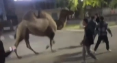 Не конь, но тоже сгодится: что сделали российские подростки с верблюдом, которого удалось украсть из цирка (ВИДЕО)