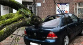 Когда природа наносит ответный удар: дерево повредило машину в Калининграде