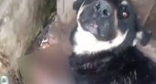 Цена милосердия: 70 000 рублей за жизнь собаки (ВИДЕО)