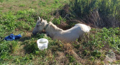 «Лишь голова вдали виднелась». Спасатели МЧС пришли на помощь застрявшей лошади (ФОТО) 