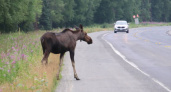 Вблизи Гвардейска Калининградской области лось стал виновником ДТП