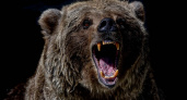 Медведь-людоед, убивший двух россиян, совершил очередное нападение. Подробности