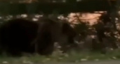 Опасность в городе: чем закончилась встреча бесстрашного самокатчика с медведем. Кадры с места
