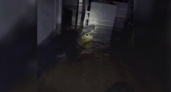 Ураган «Милтон» принес сюрприз: огромный аллигатор прямо в доме у семьи во Флориде