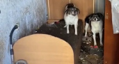 Жуткая история из Владивостока: владельцы 6-ти собак и кошки заперли в квартире питомцев и оставили их умирать 