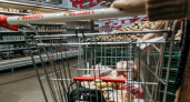 Срочные меры: как власти взялись за стабилизацию цен на продукты в России