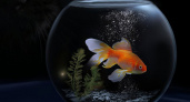 Как аквариумные рыбки превратились в дорогие деликатесы