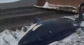 Перестала дышать и покрылась трещинами: в Охотском море на берег выбросить молодую косатку 