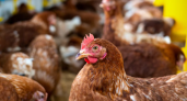 Жительница Калининградской области отсудила компенсацию за погибших кур