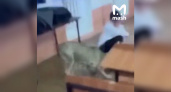 Ворвалась в аудиторию во время занятия: что бешеная собака натворила в университете во Владикавказе