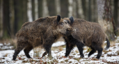 В Зеленоградском округе обнаружены заражённые кабаны: опасная болезнь животных угрожает охотугодьям - патрулирование усилено 