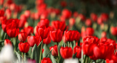 Калининградские тюльпаны отправились в Россию морем, а в самом регионе их цена взлетела — разбираемся в причинах