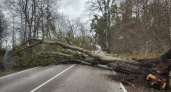 Ветер не утихает: порывы в Калининградской области бьют по окнам и нервам — когда погода успокоится