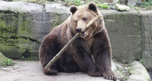 Мишка на публике: когда в Калининградском зоопарке можно будет посетить показательные кормления медведей