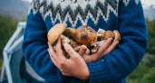 Не ждите осени: 6 вкуснейших грибов, которые можно собирать уже в мае