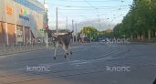 Неожиданный гость на улицах Калининграда: как молодой лось устроил переполох в центре города