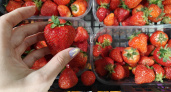 Берите только такую: как не ошибиться с клубникой на рынке — совет от Роспотребнадзора