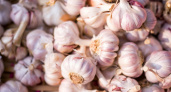 1 ложка на ведро — и чеснок прёт как бешеный: секретное удобрение, о котором молчат опытные дачники