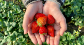 Пользуйся этими 6 советами — и клубника будет крупнее и слаще, чем у бабушки: результат удивит