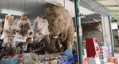 Не в посудной, а в продуктовой лавке: в Таиланде слон устроил гастро-дебош