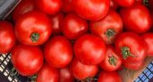 Калининград завален дорогими и заражёнными томатами: откуда везут овощи и почему их так много
