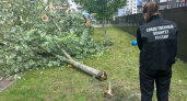 «Громкий треск — и крики»: в детсаду Калининграда дерево упало на шестилетнего ребёнка